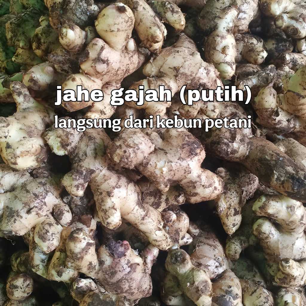 

Jahe putih langsung dari kebun petani - 1 kg Jahe gajah segar fresh super terbaik