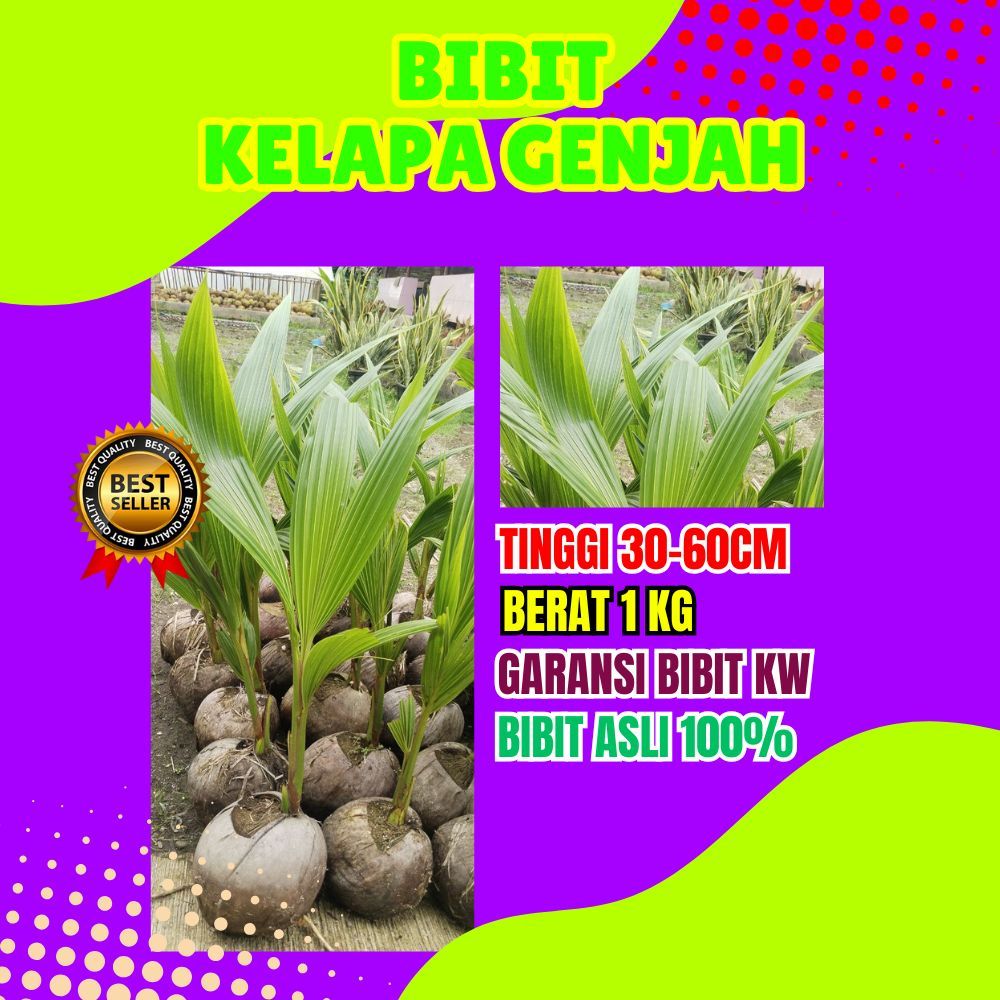TERBAIK.. Bibit Kelapa Hijau Hibrida Pendek, Bibit Kelapa Hibrida Hijau Pendek