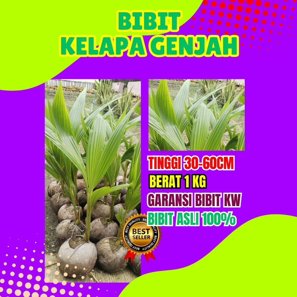 BIBIT PREMIUM.. Bibit Kelapa Hibrida, Bibit Kelapa Hibrida Bersertifikat