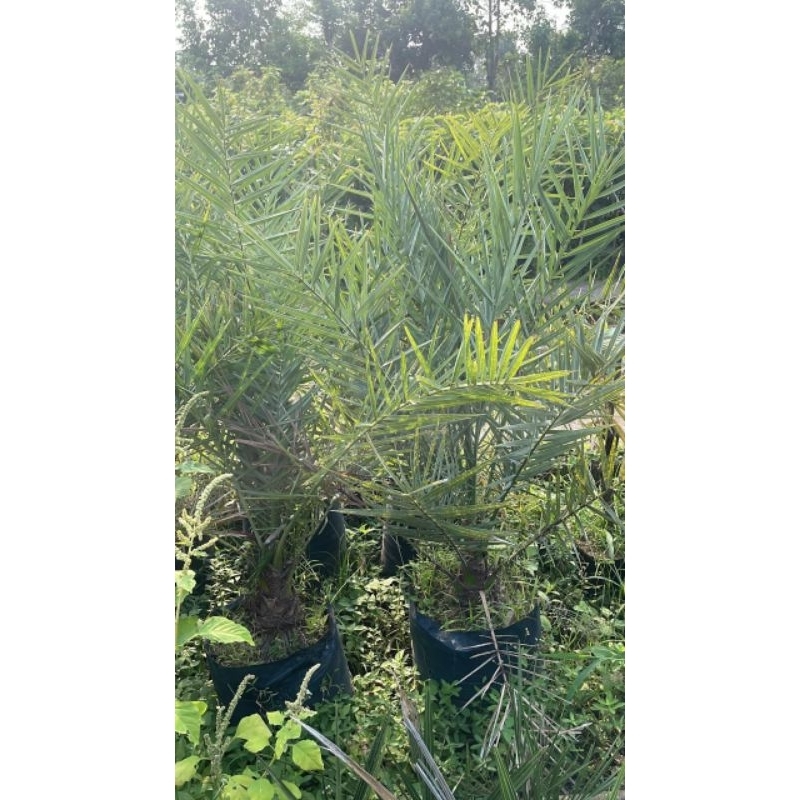 

bibit kurma berkwalitas unggul