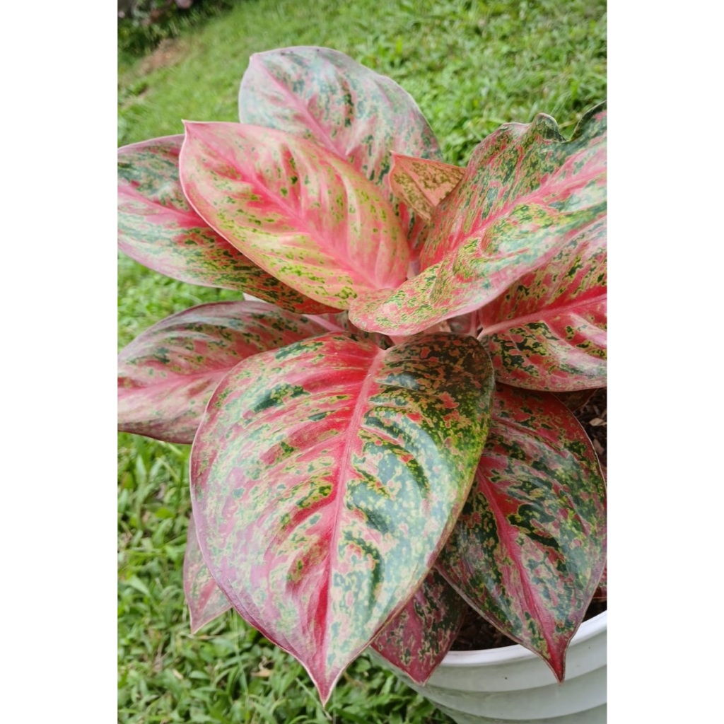 Aglonema Red Stardust warna menor daun jumbo. Rimbun dewasa, Tanaman hias dewasa
