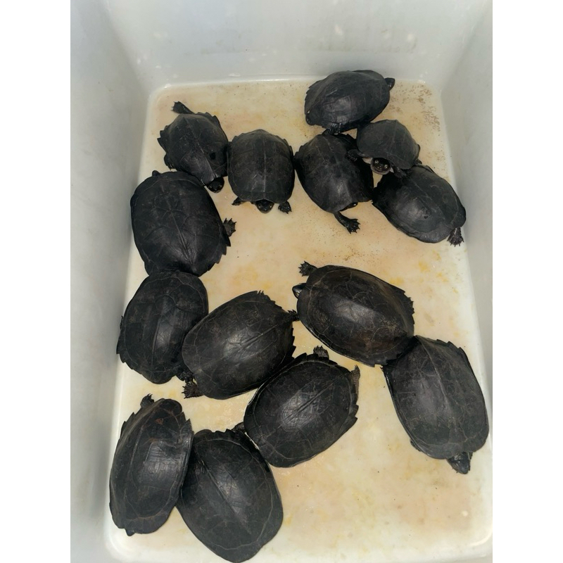 kura pipi putih indukan
