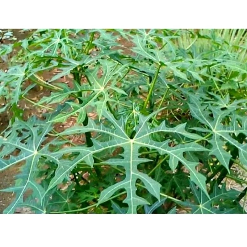 

Daun pepaya jepang segar / sayuran dan bahan herbal / dipetik saat ada pesanan