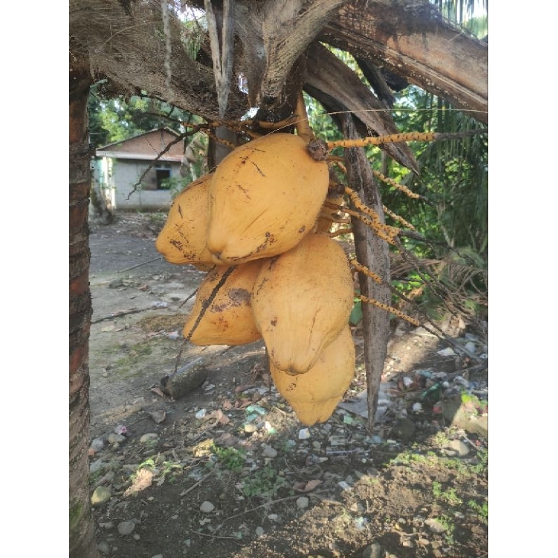 

kelapa kuning asli
