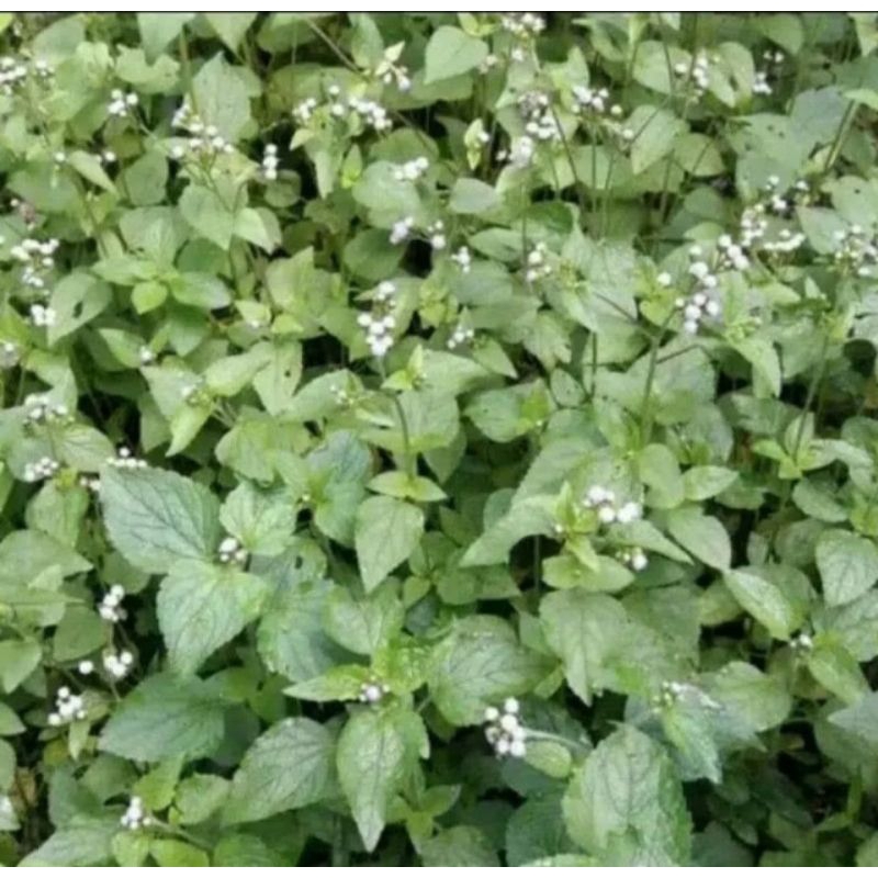 

200gram daun bandotan segar order masuk langsung petik