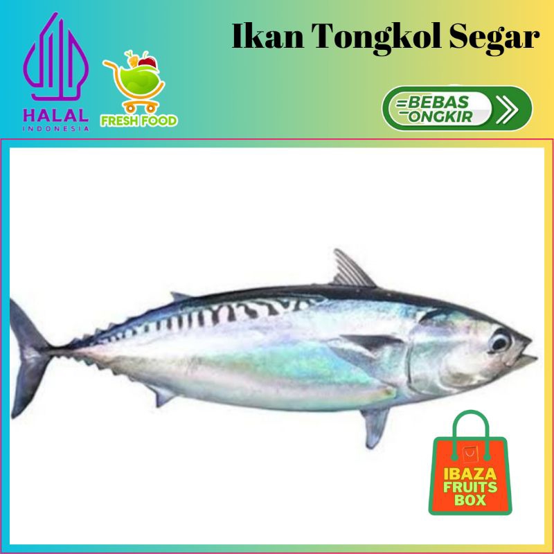 

IBAZA fruitsBOX Seafood Ikan Air Laut - Ikan Tongkol Segar