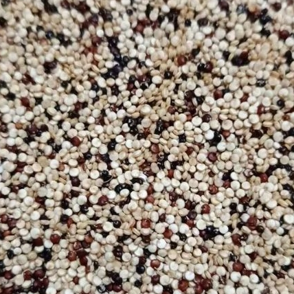

quinoa 3 warna
