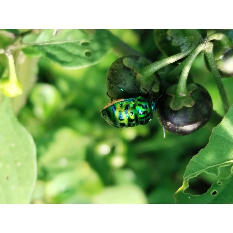 kepik hijau hidup (Green Ladibu) 3pcs