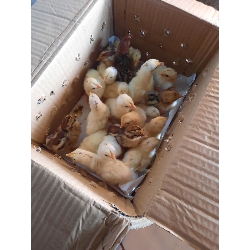 DOC ayam kampung elba