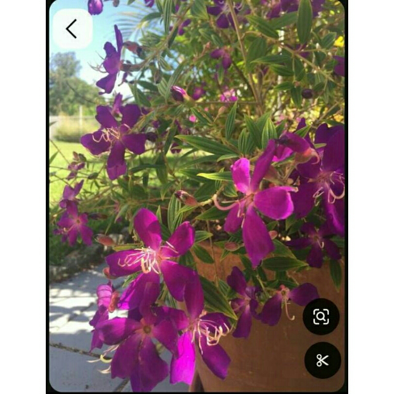 tanaman taibo cina (senggani)