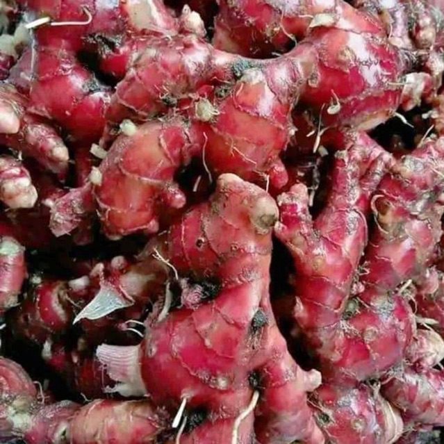 

Jual Jahe Merah / Red Ginger Size Super 1 Kg Sudah Bersih Dan Segar