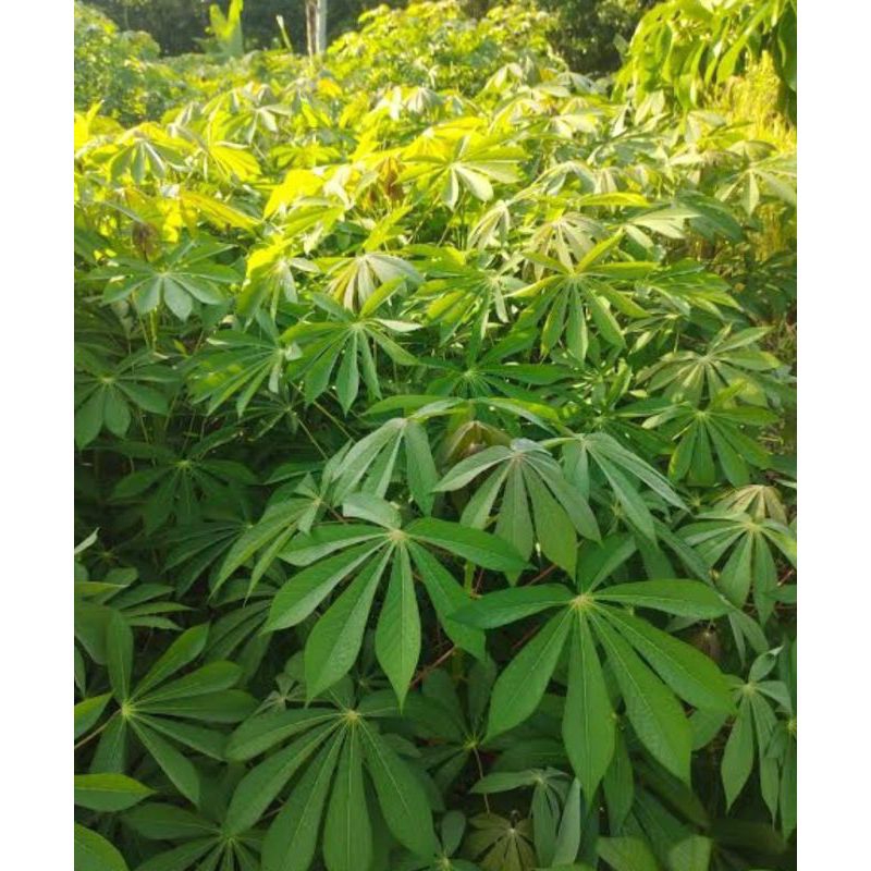 

Daun Singkong Segar untuk Masakan Sehat 250g