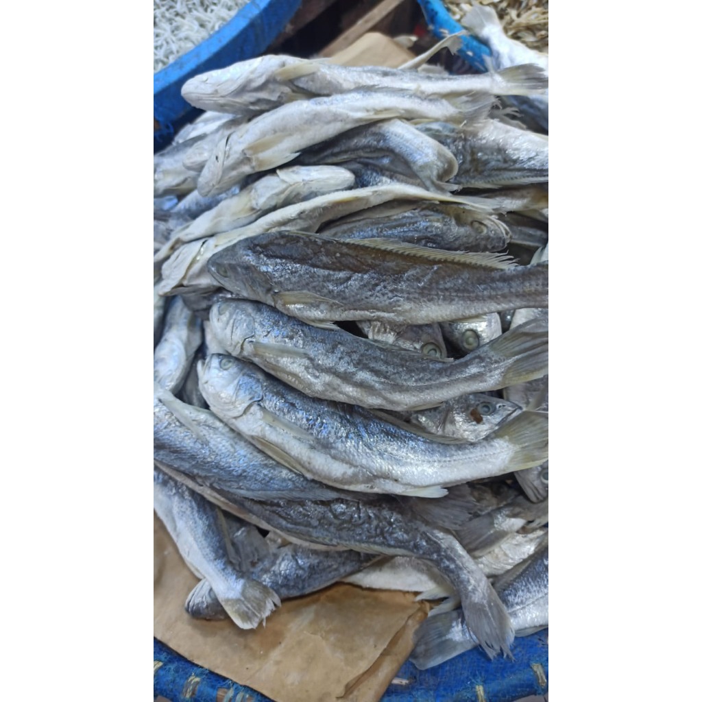 

Ikan Asin Senangin - Ikan Asin Senangin Medan - Ikan Asin Senangin Asli Medan - Asin Senangin
