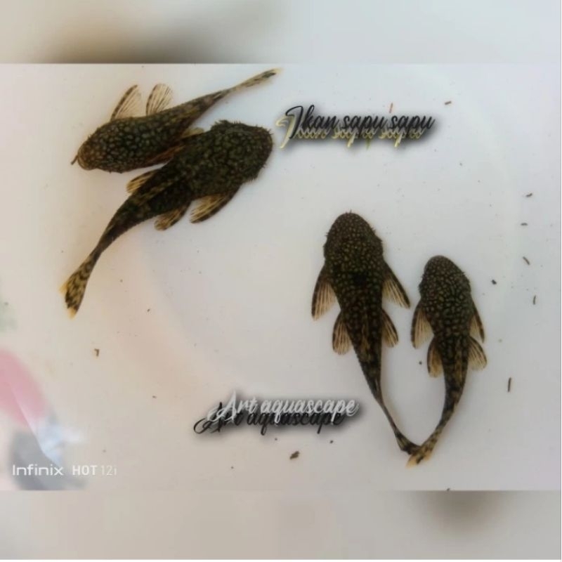 hiasan aquarium ikan brushmouth sapu sapu 5e pembersih aquascape