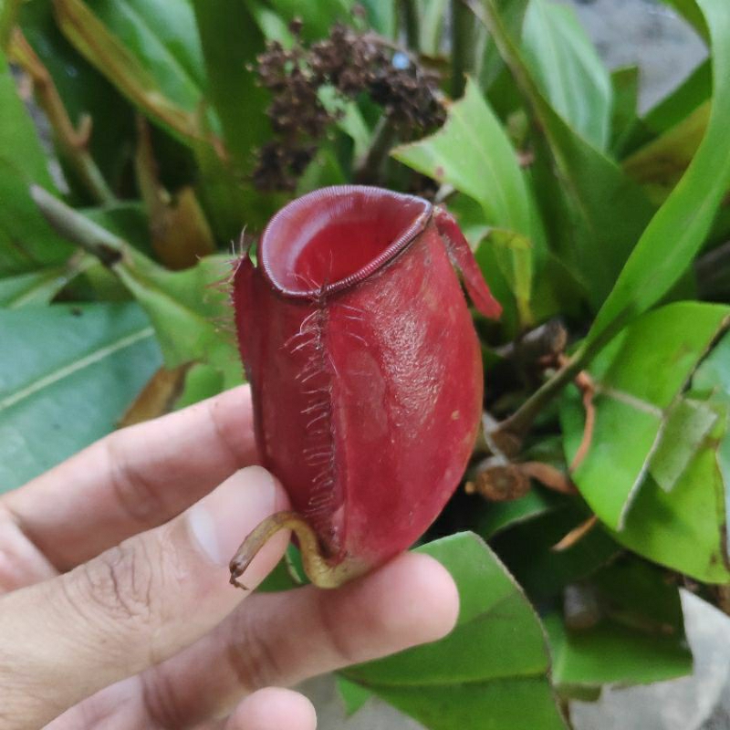 Nepenthes Ampullaria Red