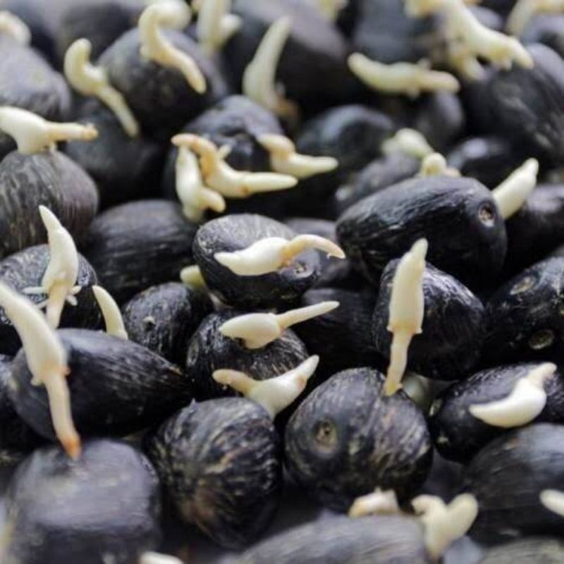 BIBIT KECAMBAH SAWIT SRIWIJAYA