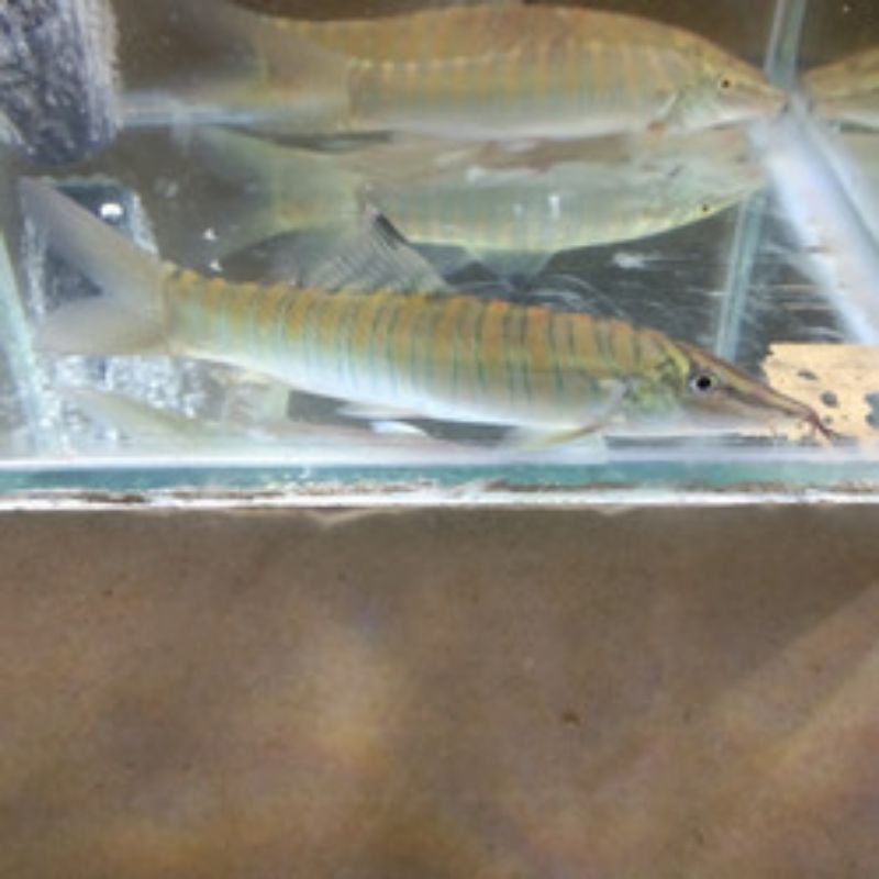 BOTIA GREEN (HIJAU) size