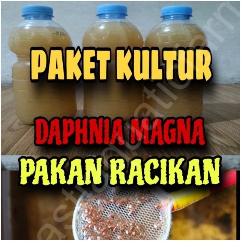 Daphnia Magna / Satater starter Daphnia Magna / Kutu Air Raksasa / Kutu Air / Paket Kultur