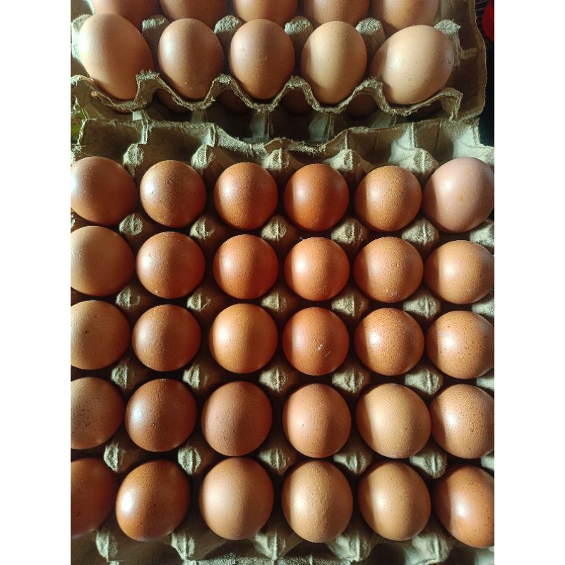 

telur ayam berkualitas /papan