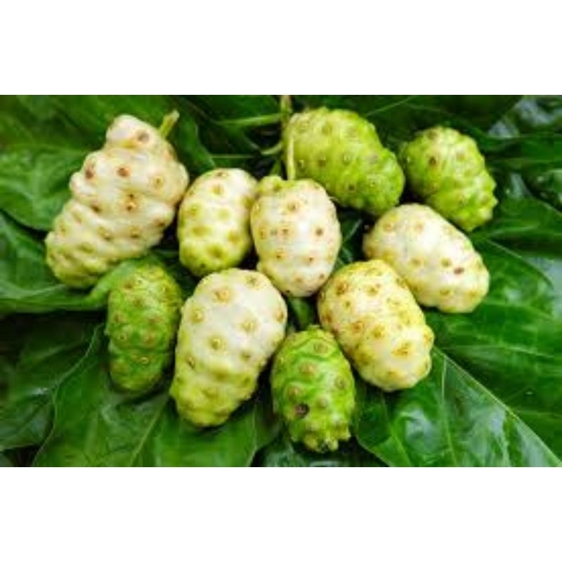 

buah mengkudu segar 1kg/pace segar 1kg