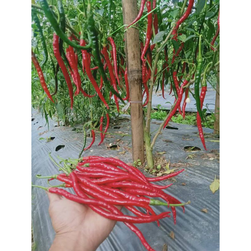 

Cabe Merah bukittinggi