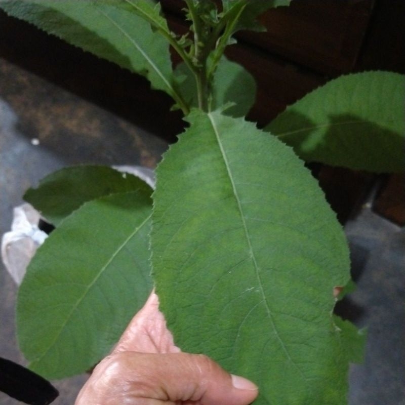 

daun Sembung / daun Capo segar 10 lembar