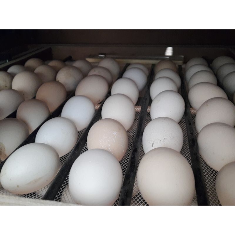 

Telur Tetas Ayam Elba / Telur Fertil Elba