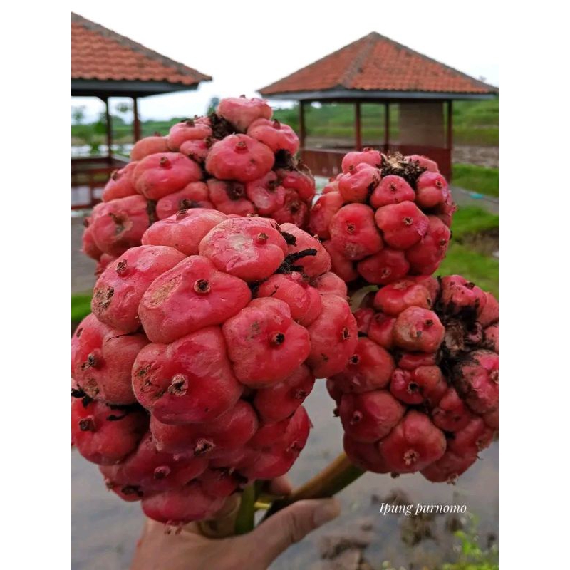 

New Promo Asam Cikala paket 10kg/buah honje /buah kecombrang kincung segar COD (SRH)