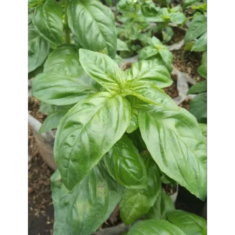 Tanaman Basil | Bumitanaman | Basil