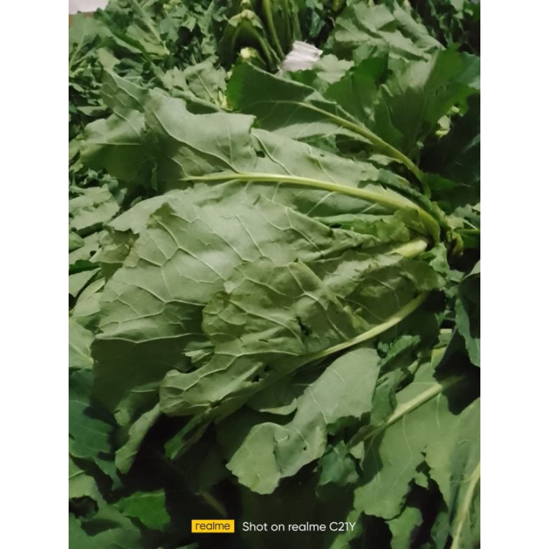 

Lobak Singgalang / Lobak tuo