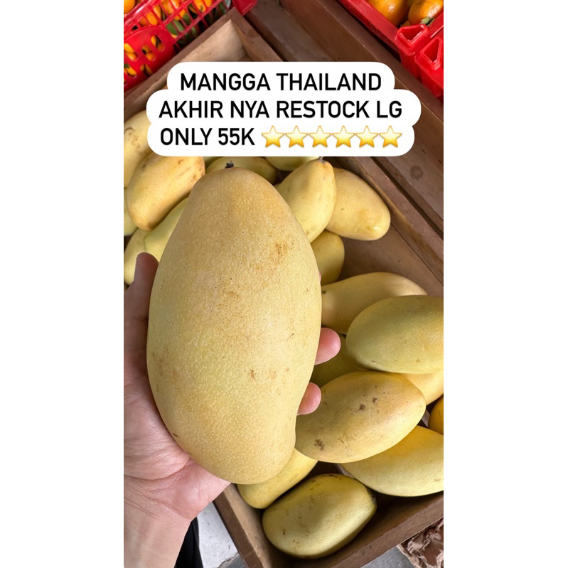 

mangga thailand