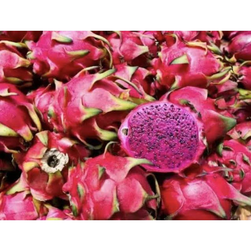 

Buah Naga Fresh Manis 1 kg baru petik Buah Naga Banyuwangi Buah Naga 1 kg
