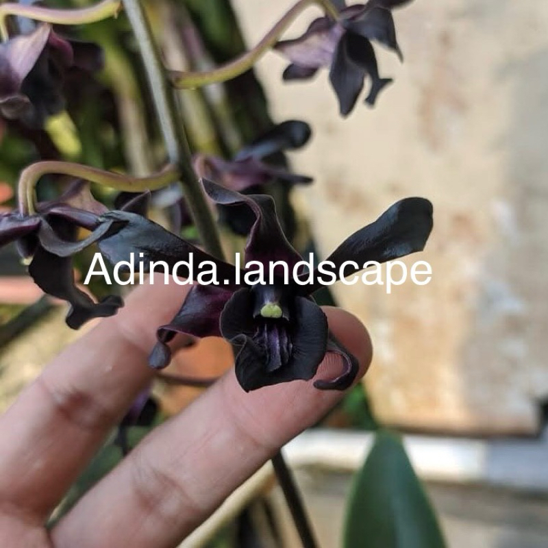 anggrek dendrobium hitam frans keiseipo