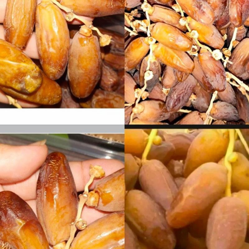 

Kurma Palm Fruit Tangkai 1kg | Palm Frutt Tunisia Tangkai