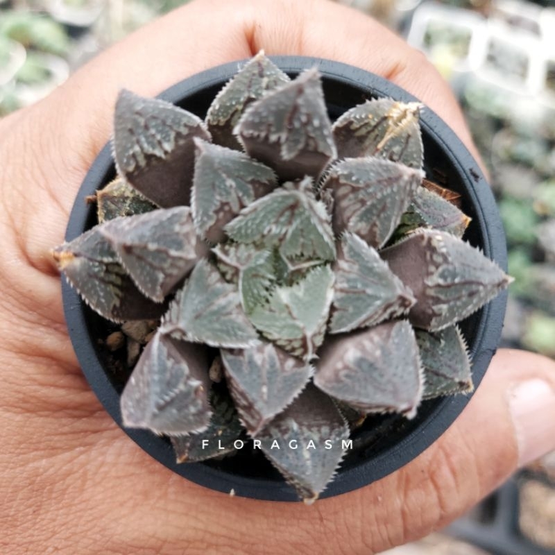Haworthia obtusa 'Shinkorizato'