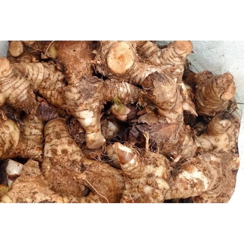 Lengkuas putih segar 1 kg