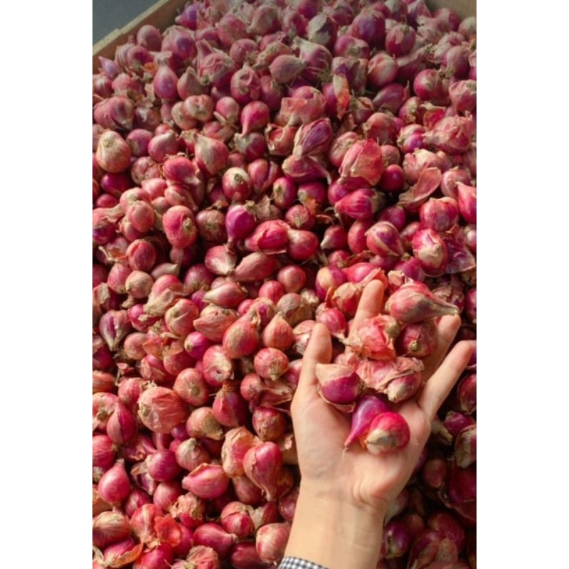

Bawang Merah besar-besar dan kering murah 1kg