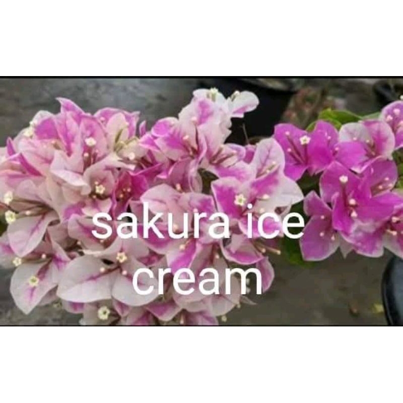 bougenville sakura ice cream