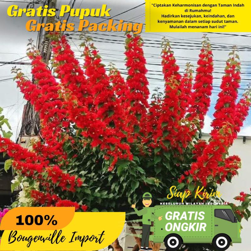 Ekor Musang Bougenville rantai