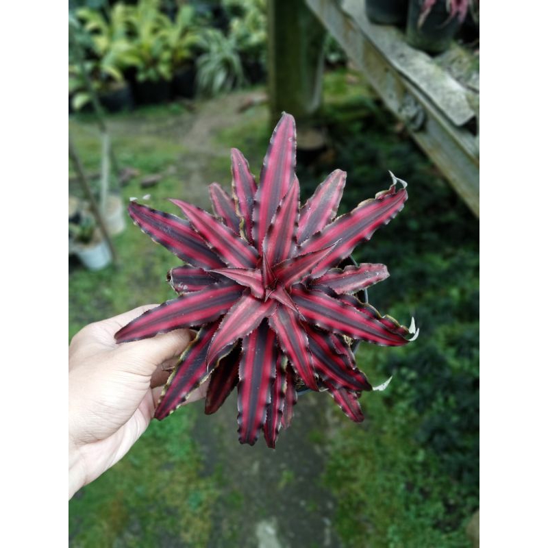 Cryptanthus Merah Grade A/kripstantus