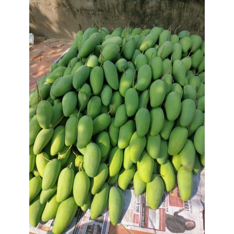 Buah mangga muda mentah campur (masam/belah biji) rujak Indramayu segar rujakan fresh dari pohon/Pel