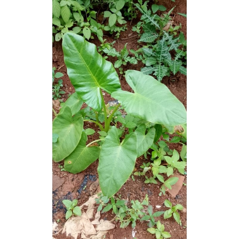 keladi hias/ sente talas hias