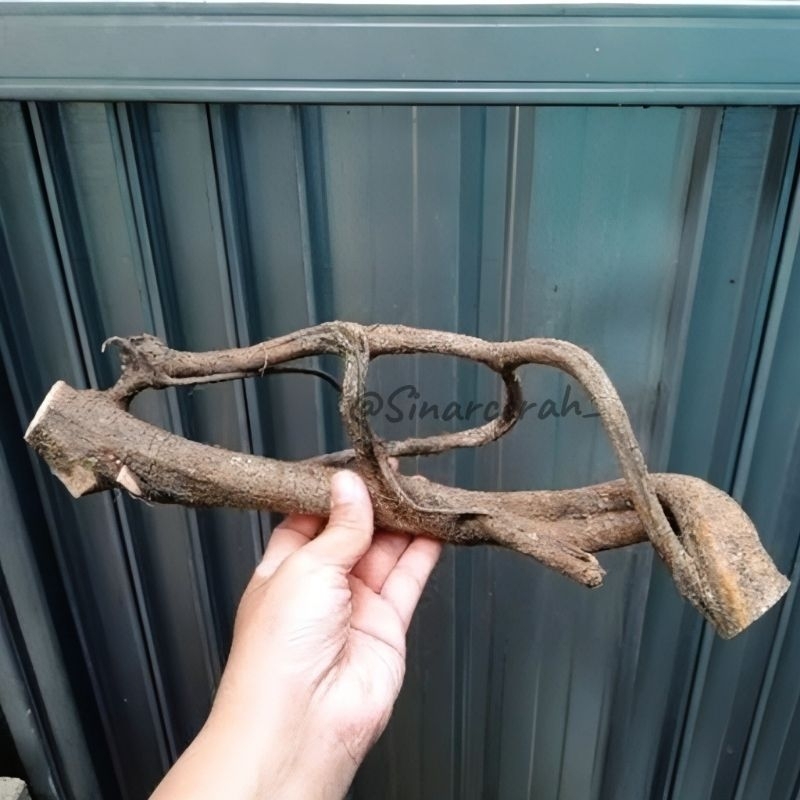

Akar Mimang Super Unik Akar Asli Dari Hutan/Oyot mimang