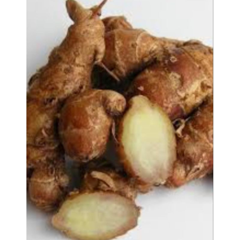 

KENCUR BESAR DAN TUA RP. 9.000 / 250 GRAM