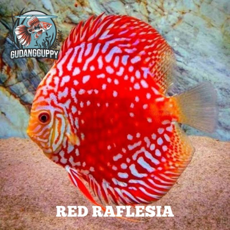 Hiasan Aquarium Discus Red Raflesia