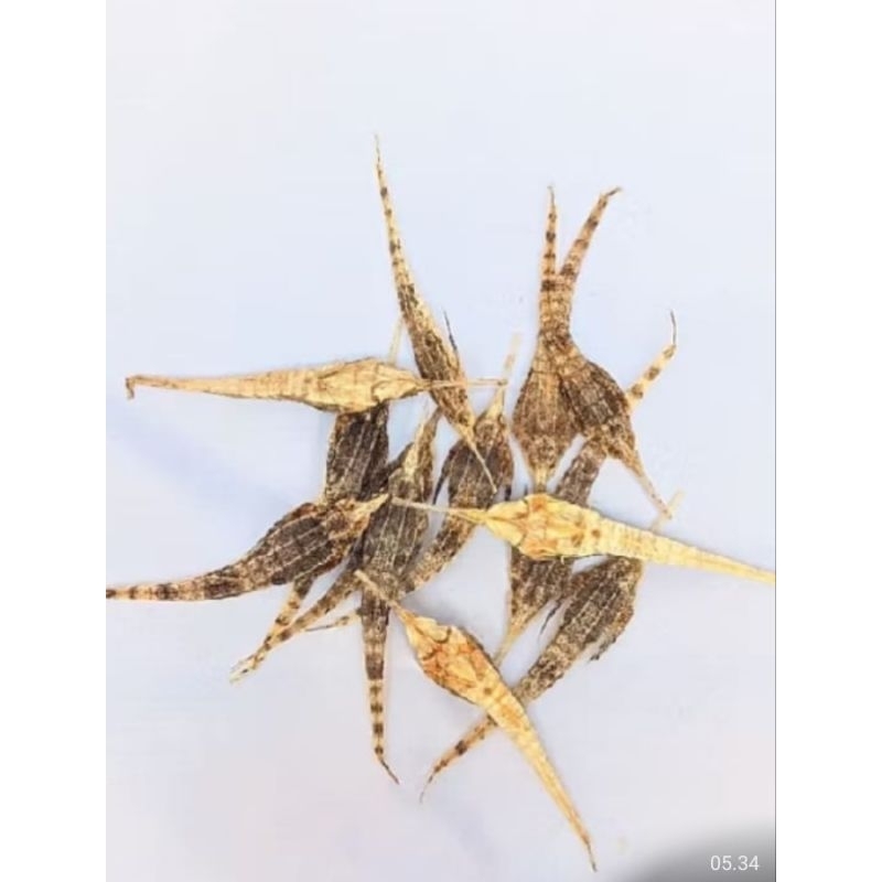 

Burung Laut Kering(5pcs) , Bunus kuda laut(1pcs) termurah