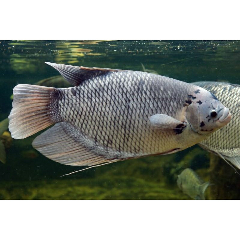 Ikan Gurame Hidup 1 KG (isi 1 sd 3)