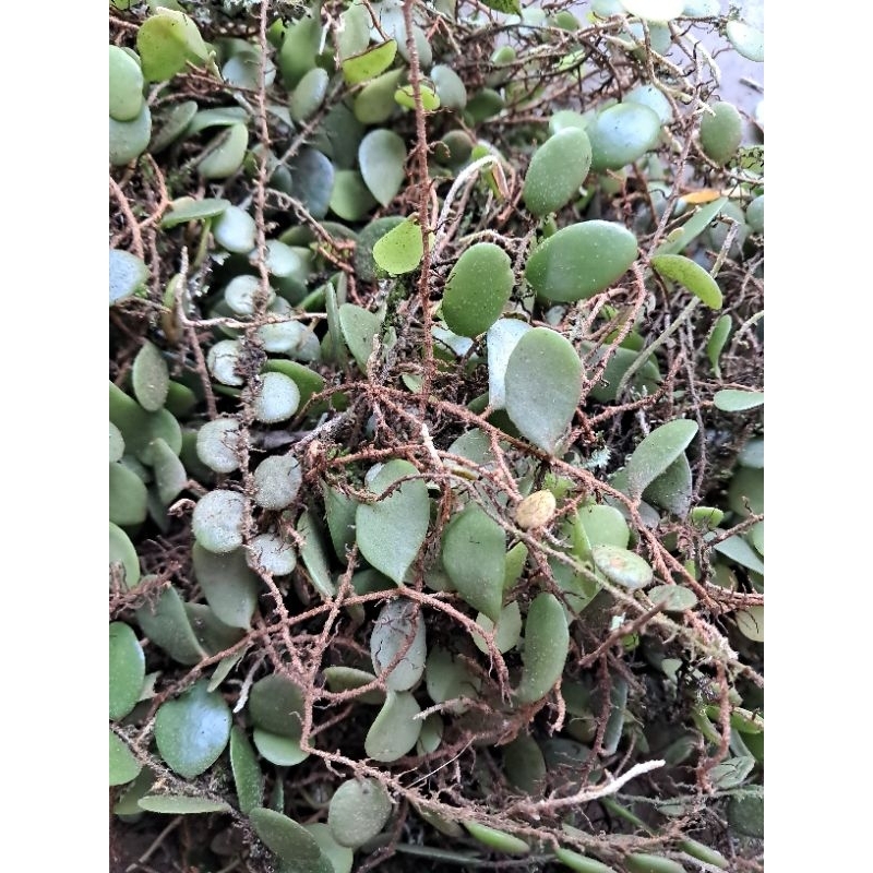 

daun sisik naga segar obat herbal alami