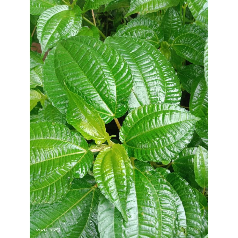 

daun pohpohan segar 250/gram