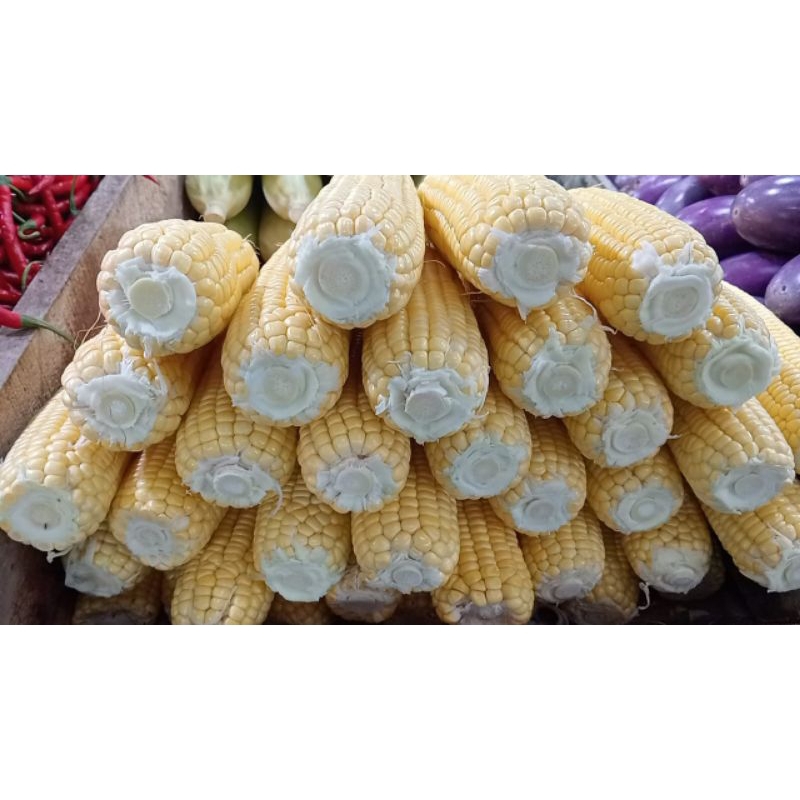 

sayur mayur jagung manis fress seger 500gr 1000gr